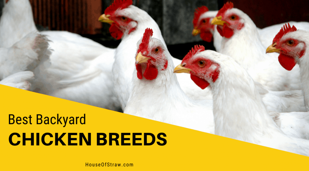 best backyard chicken breeds