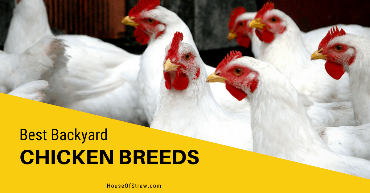 Best Backyard Chicken Breeds - House of Straw