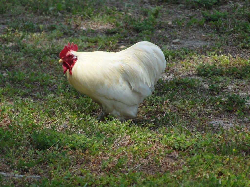 backyard chicken breeds