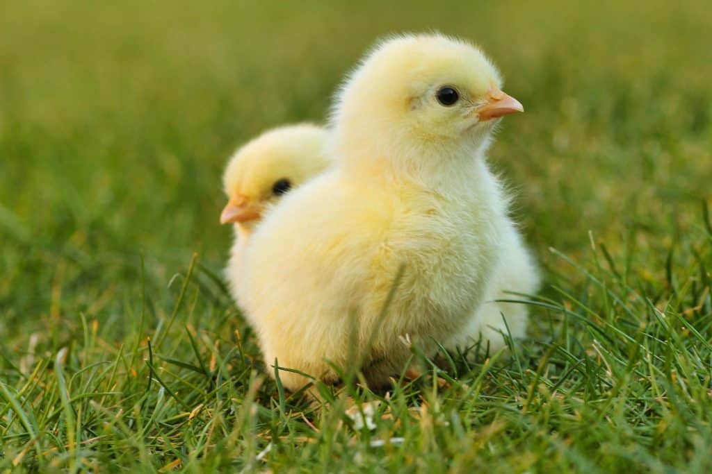 raising chicks